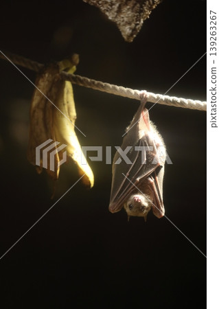 egyptian russet flying fox egyptian russet flying fox 139263267