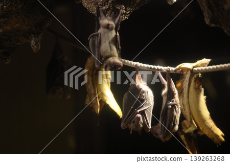 egyptian russet flying fox egyptian russet flying fox 139263268