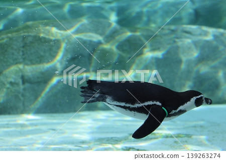 Humboldt Penguin Humboldt Penguin 139263274