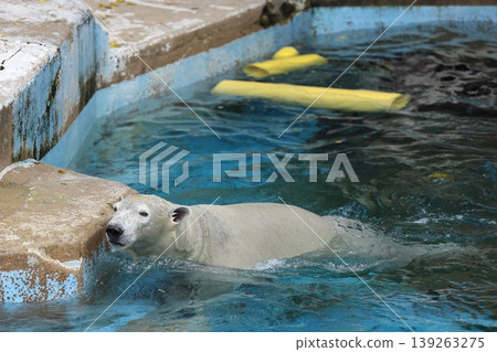 Polar bears Polar bears 139263275