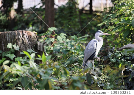 Gray heron 139263281