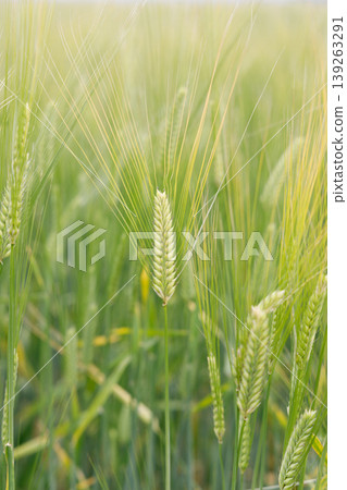 Barley ears swaying in the wind Barley ears swaying in the wind 139263291