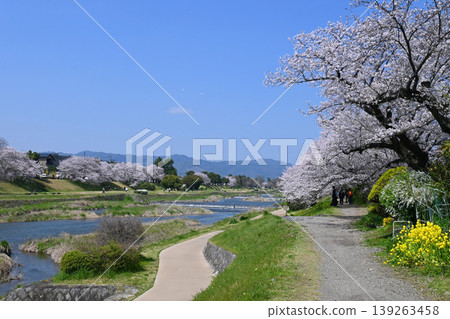 四月，京都下鴨市鴨川櫻花盛開，景色宜人。 139263458