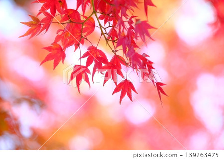 深紅色楓葉的特寫照片 139263475