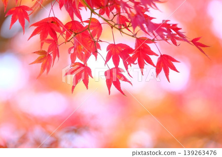 深紅色楓葉的特寫照片 139263476