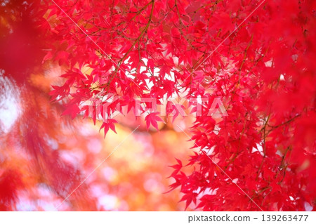 深紅色楓葉的特寫照片 139263477