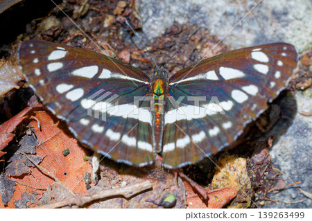 A Common Blue butterfly with its wings spread. A Common Blue butterfly with its wings spread. 139263499