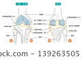 An illustration showing the knee joint and ligaments from the front and back, along with the names of each part. 139263505