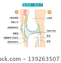 An illustration showing the knee joint and its bursae from a side view. 139263507