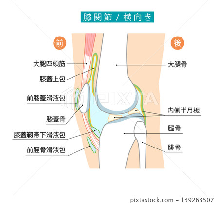 An illustration showing the knee joint and its bursae from a side view. An illustration showing the knee joint and its bursae from a side view. 139263507