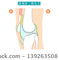 An illustration showing the knee joint and its bursae from a side view. 139263508