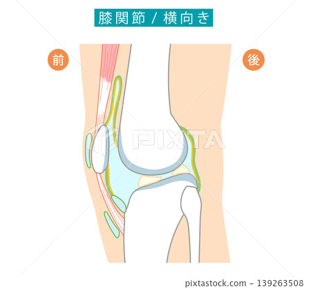 從側視圖顯示膝關節及其滑囊的插圖。 139263508