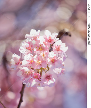 春日陽光下，河津櫻花的特寫。 139263594
