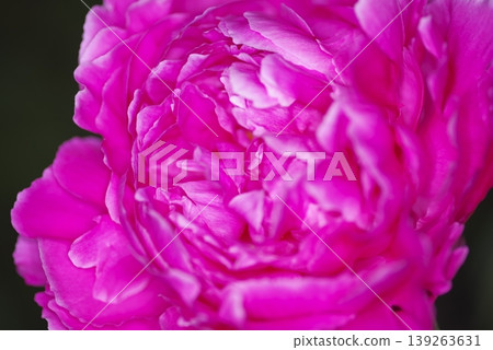 Pink peonies are blooming in the peony garden. 139263631