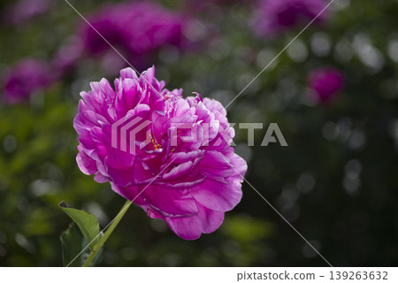 Pink peonies are blooming in the peony garden. 139263632