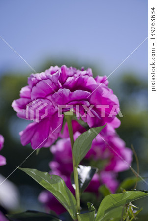 Pink peonies are blooming in the peony garden. Pink peonies are blooming in the peony garden. 139263634