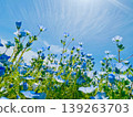 Nemophila blooming towards the sky 139263703