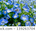 Honeybees and blue nemophila 139263704