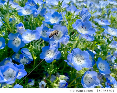 蜜蜂和藍粉蝶 139263704
