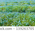 Nemophila flower carpet 139263705