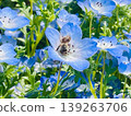 Honeybees and blue nemophila 139263706