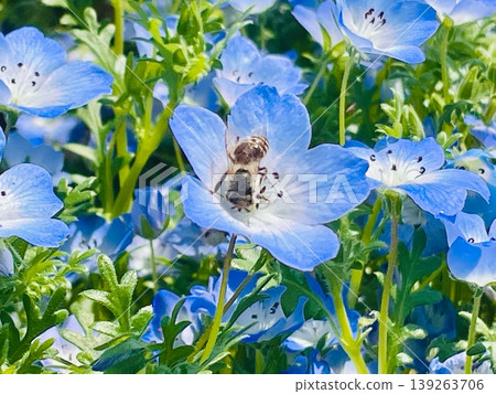 蜜蜂和藍粉蝶 蜜蜂和藍粉蝶 139263706