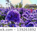 Floral Abundance: A captivating expanse of violet blossoms blankets a vibrant landscape, their intricate petals catching the light, creating a dreamy, painterly effect. 139263892