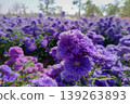 Floral Abundance: A captivating expanse of violet blossoms blankets a vibrant landscape, their intricate petals catching the light, creating a dreamy, painterly effect. 139263893