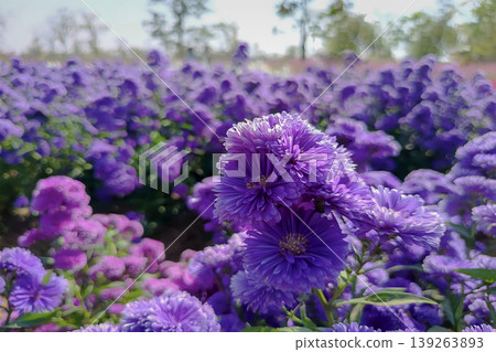 Floral Abundance: A captivating expanse of violet blossoms blankets a vibrant landscape, their intricate petals catching the light, creating a dreamy, painterly effect. 139263893