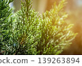 Evergreen Branch's Radiance: Close-up of verdant foliage in sunlight, capturing the texture and vitality of the evergreen branch. 139263894