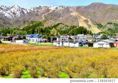 View towards Hakuba Goryu Ski Resort from near Iimori Station on the JR Oito Line (Hakuba Village, Nagano Prefecture) [April 2026] 139263917