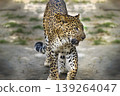 Single big cat chita or leopard in the afternoon walking by the fence in the reserved forest area . 139264047
