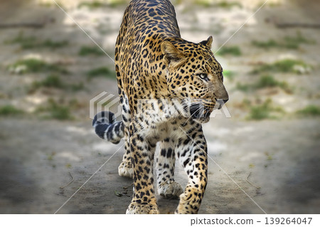 Single big cat chita or leopard in the afternoon walking by the fence in the reserved forest area . Single big cat chita or leopard in the afternoon walking by the fence in the reserved forest area . 139264047