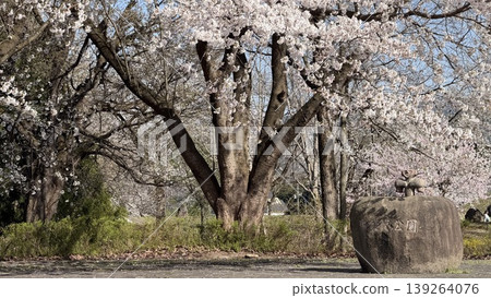 泉繩文公園[新潟縣上越市中鄉區] 139264076