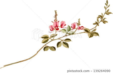 Drawing material for natural history illustrations of Hagi. Drawing material for natural history illustrations of Hagi. 139264090