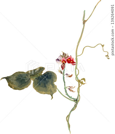 葛藤自然歷史插畫繪畫材料 葛藤自然歷史插畫繪畫材料 139264091