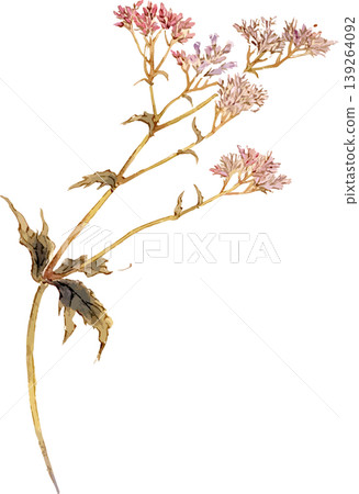 用於繪製澤蘭(Eupatorium fortunei)的自然歷史插圖素材 用於繪製澤蘭(Eupatorium fortunei)的自然歷史插圖素材 139264092