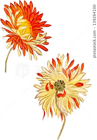 Chrysanthemum Natural History Illustration Drawing Material Chrysanthemum Natural History Illustration Drawing Material 139264100