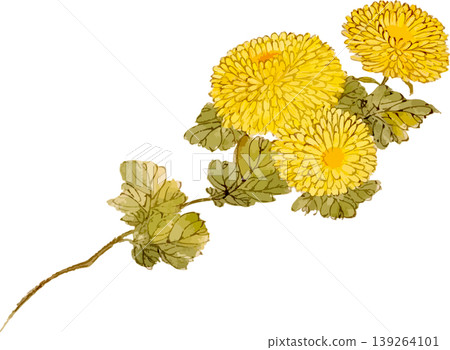 Chrysanthemum Natural History Illustration Drawing Material Chrysanthemum Natural History Illustration Drawing Material 139264101