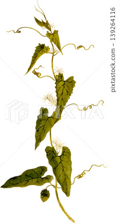 Natural history illustration/drawing material for the Japanese gourd (Cucurbita japonica) Natural history illustration/drawing material for the Japanese gourd (Cucurbita japonica) 139264116