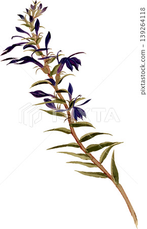 Natural history illustration drawing material by Kikyo Sawa 139264118
