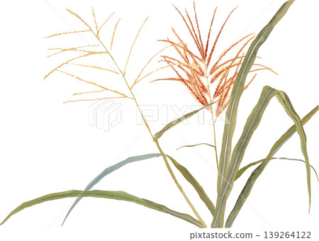 Natural history illustration material for drawing Japanese pampas grass. Natural history illustration material for drawing Japanese pampas grass. 139264122