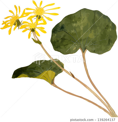 Natural history illustration material for drawing Farfugium japonicum Natural history illustration material for drawing Farfugium japonicum 139264137