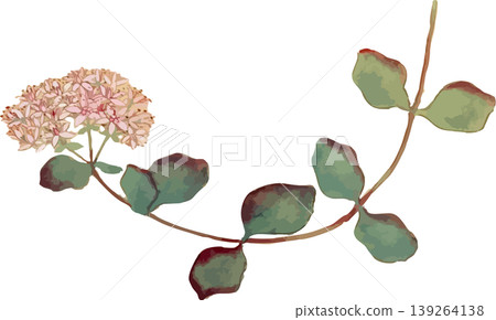 Natural history illustration material for drawing Sedum sieboldii 139264138