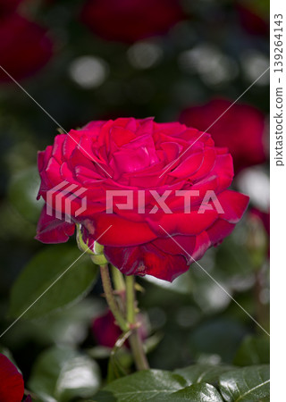 Red roses are in bloom in the rose garden. The name of this rose is Ingrid Bergman. 139264143