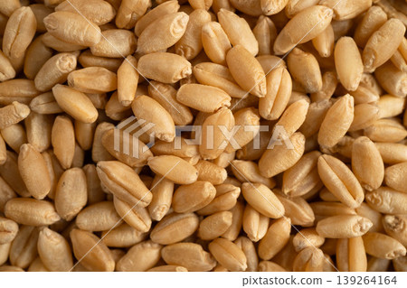 Wheat and grains ears agricultural, organic farm. 139264164