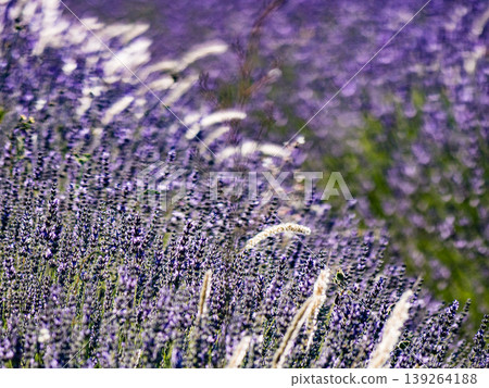 Lavender fields in bloom in Provence 139264188
