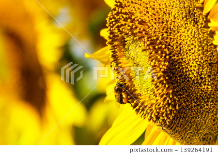 Honey bee collecting pollen at yellow flower. Honey bee collecting pollen at yellow flower. 139264191