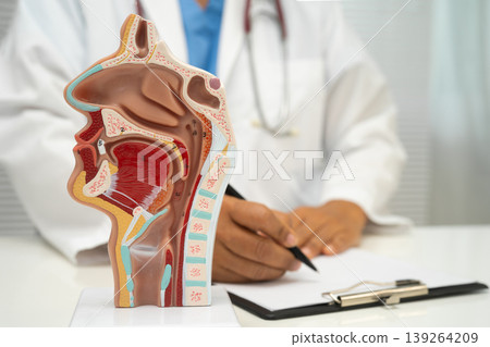 Asian doctor with nasal oral throat cavity neck human anatomy model for study diagnosis and treatment in hospital. Asian doctor with nasal oral throat cavity neck human anatomy model for study diagnosis and treatment in hospital. 139264209