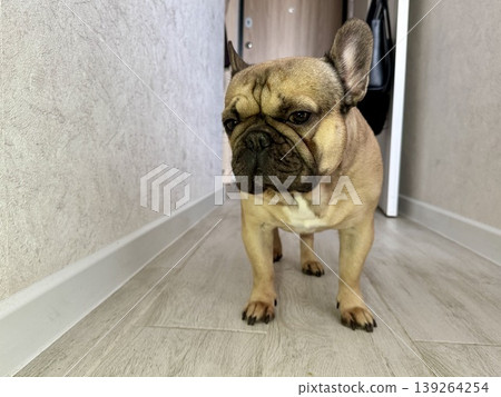 A fawn-colored French bulldog dog in a close-up home environment A fawn-colored French bulldog dog in a close-up home environment 139264254